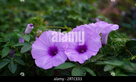 Ipomoea Cairica, i fiori stanno fiorendo nel giardino, la forma ricorda una tromba con petali viola e foglie verdi. Foto Stock