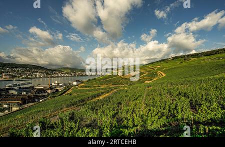 Vista sulla regione vinicola di Rüdesheim, la distilleria di Asbach sulla riva del Reno, Bingen sulla riva occidentale del Reno con la città vecchia e il Reno Foto Stock
