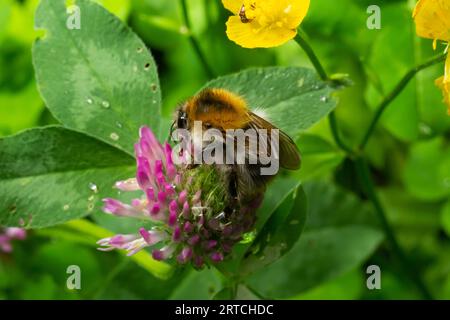 Esemplare isolato di bumblebee su fiore Trifolium pratense, il trifoglio rosso, su fondo naturale. Foto Stock