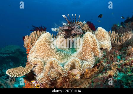 Pesce leone rosso nella barriera corallina, Pterois volitans, Raja Ampat, Papua Occidentale, Indonesia Foto Stock