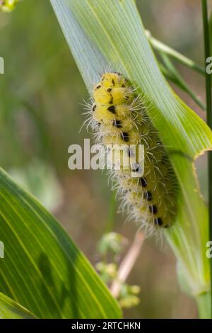 bruco giallo con puntini neri della farfalla Zygaena filipendulae. Foto Stock