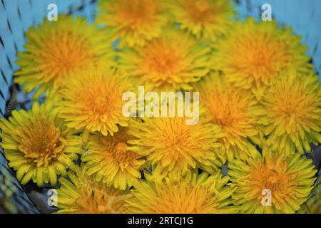 Fiori di dandelone gialli che galleggiano in una ciotola d'acqua di vetro blu. Foto Stock
