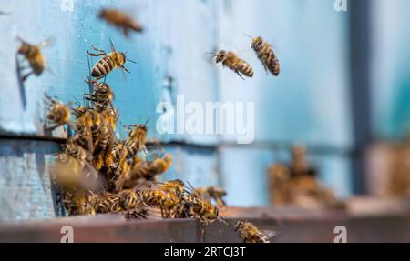 sciame di api di miele che volano intorno all'alveare. Le api che ritornano dalla raccolta del miele volano di nuovo all'alveare. Api del miele sull'apiario domestico, concetto di apicoltura. Foto Stock