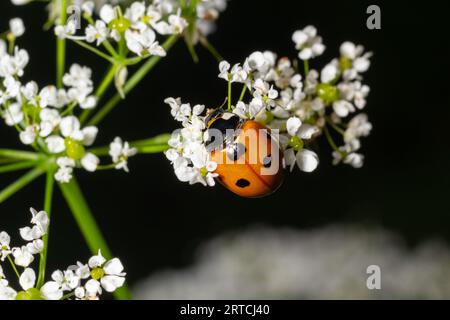 Coccinella, coccinella septempunctata su fiori bianchi. Foto Stock