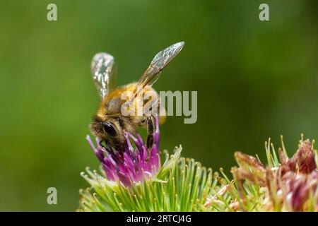 Bee su germogli di burdock di minore entità, vista ravvicinata con messa a fuoco selettiva in primo piano. Foto Stock