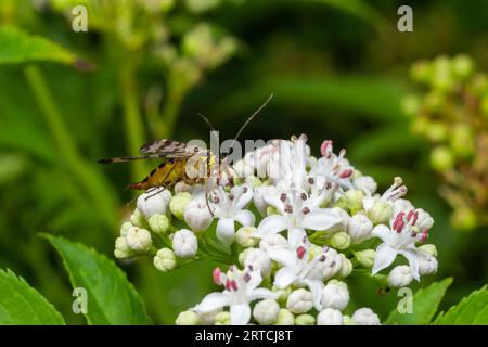 Comune scorpionfly-Panorpa communis femmina seduta su un fiore bianco. Foto Stock