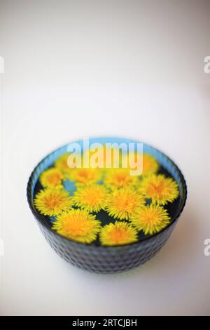 Fiori di dandelone gialli in una ciotola di vetro blu su un tavolo bianco. Foto Stock