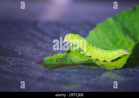 Primo piano di un bruco o larva di una tonalità di angolo di Tarma (Phlogophora meticulosa) alimentazione di foglie in natura. Foto Stock