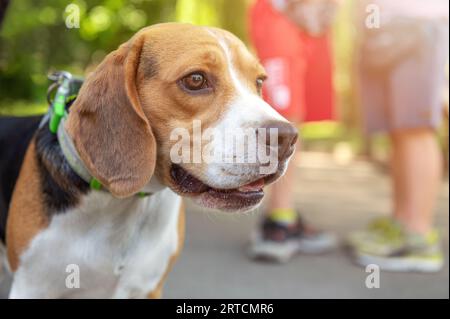 Cane Beagle nel parco. Cane beagle stanco all'aperto. Foto Stock