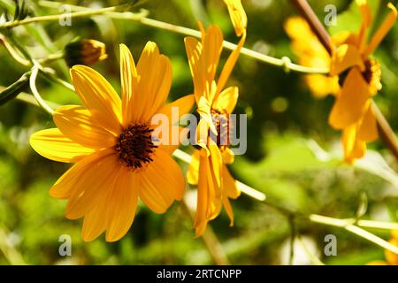 Gruppo di margherite gialle. Dimorphotheca sinuata. Foto macro e dettaglio, sfondo sfocato e verde. Foto Stock