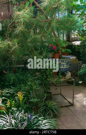 diverse piante tropicali in una vecchia serra Foto Stock