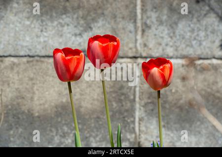 Tre tulipani rossi contro il muro di cemento. Foto Stock