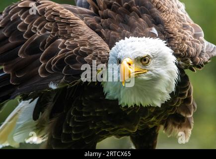 Bald Eagle, Muncaster Castle, Ravenglass, Cumbria, Regno Unito Foto Stock