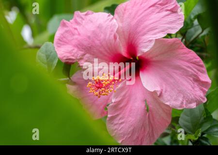 Fiore di ibisco rosa che fiorisce nella foresta pluviale di Guanacaste, Costa Rica. Foto Stock