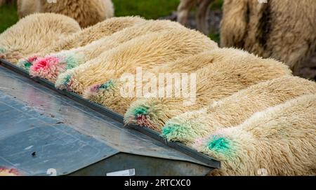 Pecore mulattiere in una mangiatoia, Dunsop Bridge, Lancashire, Regno Unito. Foto Stock