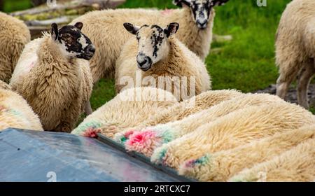 Pecore mulattiere in una mangiatoia, Dunsop Bridge, Lancashire, Regno Unito. Foto Stock