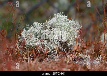 Renne Lichen, Cladonia rangiferina Growing on the Growing, New Forest, Inghilterra Regno Unito Foto Stock
