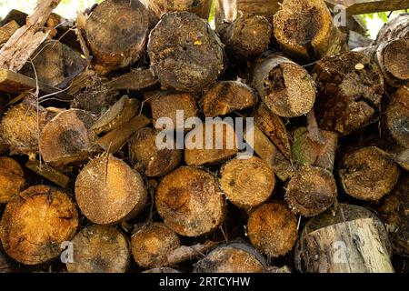 Gli alberi abbattuti giacciono sullo sfondo, gli alberi nella foresta sono abbattuti, le tavole e i tronchi Foto Stock