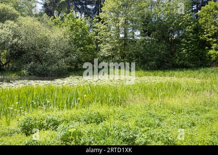 Vecchia funivia ora sentiero pedonale e riserva naturale che collega Bamber Bridge al fiume Ribble a Preston Lancashire Inghilterra Foto Stock