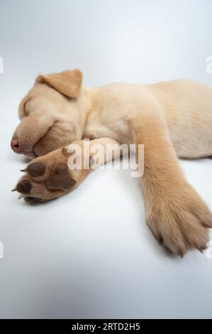 Zampe di cane labrador addormentato isolate su sfondo bianco dello studio Foto Stock