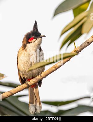 Un bulbul rosso con whisky appollaiato su un ramo Foto Stock