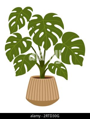 Vaso con pianta monstera. Vettoriale isolato, grande fiore verde tropicale con foglie lucide a forma di cuore caratterizzate da distintive spaccature naturali. A Illustrazione Vettoriale