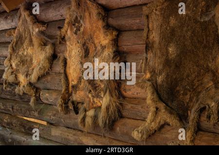 La pelle di un animale sullo sfondo pesa su una casa di legno nel villaggio da vicino, la pelle è scura all'interno, una casa di caccia Foto Stock