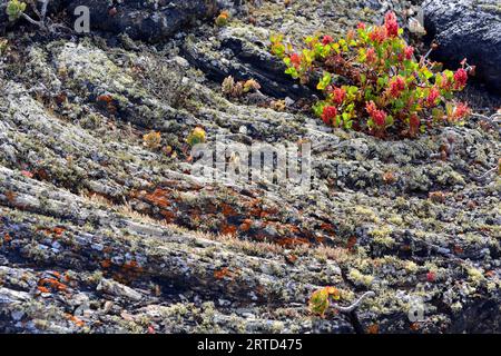 Pahoehoe o flusso di lava vicino a Masdache, Lanzarote Island, Canarie, Spagna. La lava è coperta da licheni, Aeonium lanzarottense e Rumex lunaria. Foto Stock