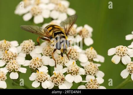 Primo piano naturale su Batman o Deadhead hoverfly, Myathropa florea su un fiore bianco di Myathropa florea Foto Stock