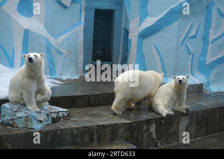 gli orsi polari portano animali con cuccioli Foto Stock