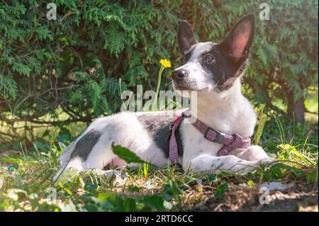 Triste cucciolo mongrel nel parco. Cane randagio in un giorno d'estate Foto Stock