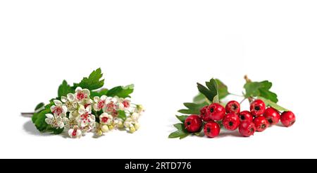Frutti e fiori di biancospino su sfondo bianco Foto Stock