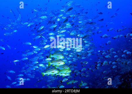 Labbra dolci foderate, lineatus di Plectorhinchus e trevallies di bigeye, Caranx sexfasciatus, Raja Ampat Indonesia. Foto Stock