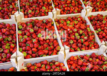 Fragole biologiche rosse mature appena raccolte in scatole di legno presso il mercato agricolo. Fragole fresche Foto Stock