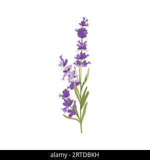 Fiore botanico floreale alla lavanda con foglie verdi. Vettoriale che disegna a mano fiori selvatici, rami con gemme lilla, erbe da cucina, piante aromatiche floreali Illustrazione Vettoriale