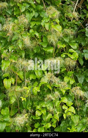 Sipario di foglie e fiori sbiaditi dell'alpinista Clematis vitalba, barba del vecchio. Foto Stock