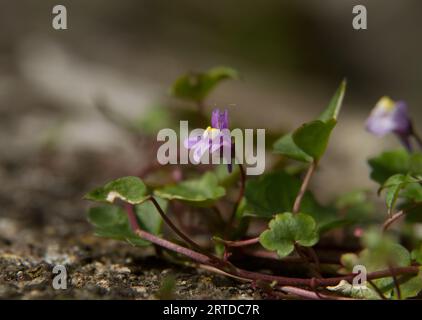 Primo piano del fiore di Cymbalaria muralis, toadflax a foglia d'edera Foto Stock