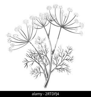 Aneto o finocchio spezia fiore e foglie, foeniculum vulgare erba medica, pianta orto stelo botanico disegnato a mano. Vettore di contorno del ramo floreale Illustrazione Vettoriale