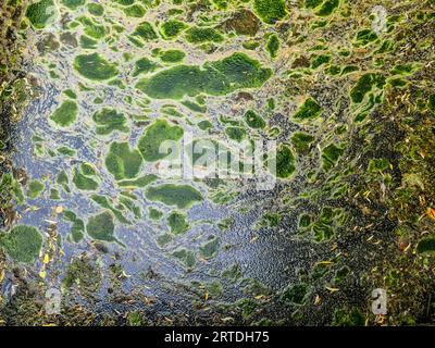 Pattern di texture di sfondo dell'Algea che forma uno strato spesso sulla superficie dell'acqua. Foto Stock