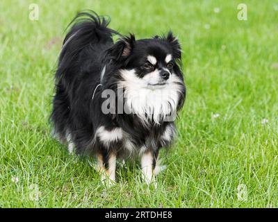 Un chihuahua dai capelli lunghi si trova in un campo di erba verde Foto Stock