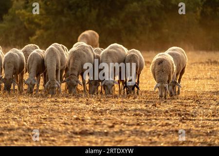 Pecore che pascolano nei campi dopo il raccolto. Foto Stock