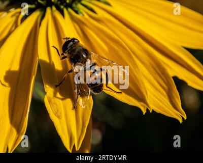 Primo piano di un insetto seduto su un fiore giallo. Estate, luce naturale, luce solare. Foto Stock