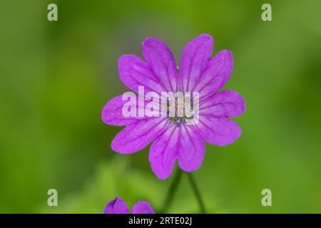 Macro shot di geranio da siedero (geranio pyrenaicum) in fiore Foto Stock