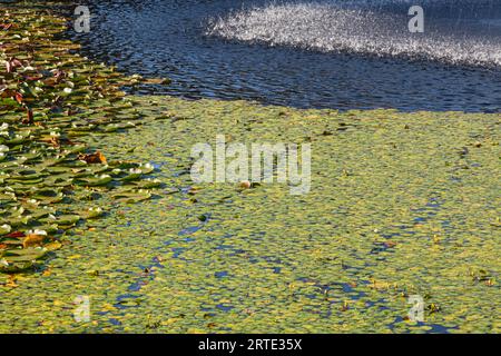 Immagine astratta dello stagno con gigli e uno spruzzo d'acqua nei VanDusen Gardens Vancouver, british Columbia, Canada Foto Stock