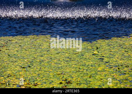 Immagine astratta dello stagno con gigli e uno spruzzo d'acqua nei VanDusen Gardens Vancouver, british Columbia, Canada Foto Stock