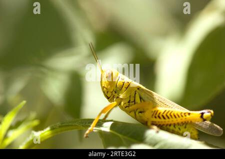 Grasshopper siede su una foglia; Lincoln, Nebraska, Stati Uniti d'America Foto Stock