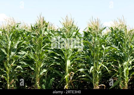 Steli di mais che crescono in un campo agricolo; Burwell, Nebraska, Stati Uniti d'America Foto Stock