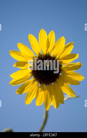 Girasole (Helianthus Annuus) e bombi contro un cielo blu brillante; Lewistown, Montana, Stati Uniti d'America Foto Stock