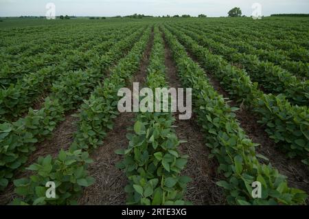 File di piante di soia (Glycine max) in un campo agricolo in Nebraska, USA; Cortland, Nebraska, Stati Uniti d’America Foto Stock