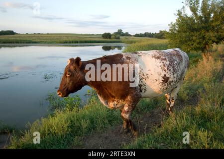 Mucca ai margini di uno stagno; Bennet, Nebraska, Stati Uniti d'America Foto Stock